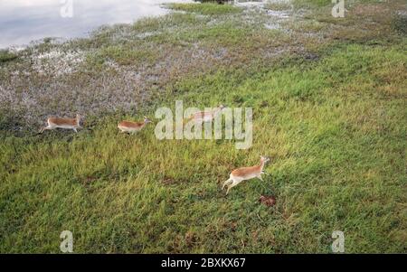 Luftaufnahme eines Impalas, das durch das Wasser auf der Savanne des Okavango-Deltas in Botswana läuft Stockfoto