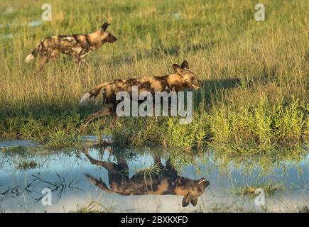 Zwei wilde afrikanische Hunde Jagd Cast eine Reflexion in einer Pfütze, als sie letzten Run Stockfoto