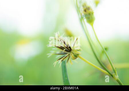 Getrocknete Blüten auf Baum mit dem grünen Hintergrund. Stockfoto