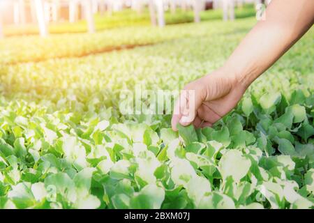 Hände von Gärtner und Gemüse im Gewächshaus. Stockfoto