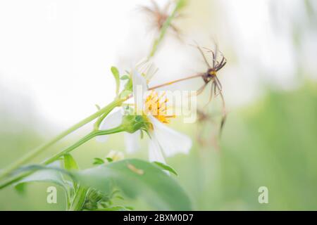 Weiße Blüten auf Baum mit dem natürlichen Hintergrund. Stockfoto