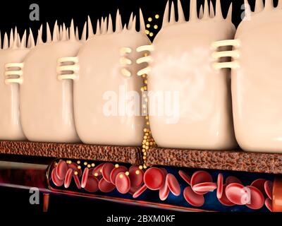 Undichte Darm, im Darm mit Zöliakie und Gluten-Empfindlichkeit kommen diese engen Verbindungen auseinander. 3d-Rendering Stockfoto