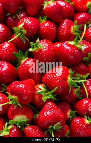 Reife rote Erdbeeren mit Stielen, Beerenmuster. Stockfoto