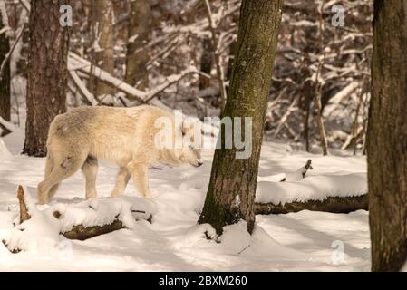 Holz (auch als grauer oder grauer Wolf bekannt) im Schnee Stockfoto