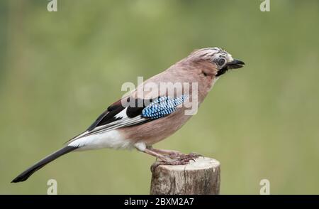 Seitenansicht des Eurasischen eichelhäher (Garrulus glandarius) auf Baumstumpf vor grünem Naturhintergrund thront Stockfoto