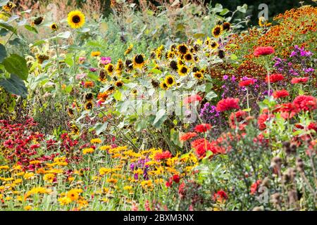 Schöne Gartenblumen Bunte Gruppe von Sommerpflanzen Sonnenblumen Zinnias Helenium im Bett Grenze Stockfoto