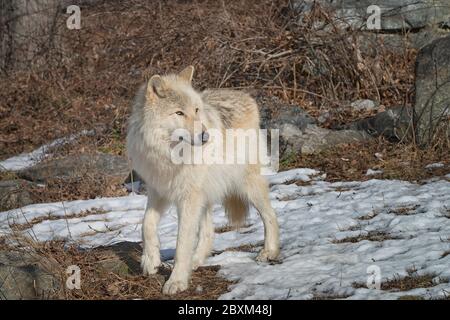 Ein weißer Holzwolf (auch als Grauer Wolf oder Grauer Wolf bekannt), der im Schnee läuft. Stockfoto