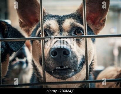 Porträt des traurigen Hundes im Schutzraum hinter dem Zaun, der darauf wartet, gerettet und in ein neues Zuhause übernommen zu werden. Stockfoto