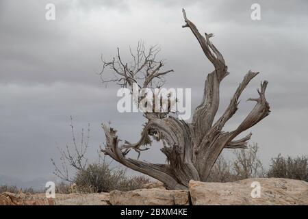 Knarrter Wacholderbaum in Utah gefunden Stockfoto