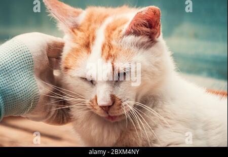 Volunteers Hand streicheln Käfig streunende Katze in Tierheim. Menschen, Tiere, Freiwilligenarbeit Und Hilfe Konzept. Stockfoto