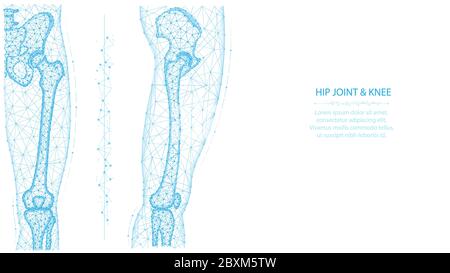 Hüftgelenk und Knie Polygonale Vektor-Abbildung vorne und seitlich. Anatomie von Bein und Becken. Medizinisches abstraktes Low-Poly-Design auf weißem Rücken Stock Vektor