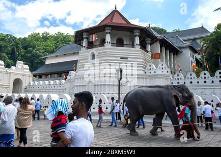 Ein zeremonieller Elefant fährt am Tempel der Heiligen Zahnreliquie in Kandy in Sri Lanka vorbei, bevor es zur Esala Perahera (große Prozession) geht. Stockfoto