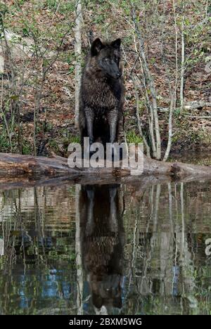 British Columbia Wolf Wider im Teich Stockfoto