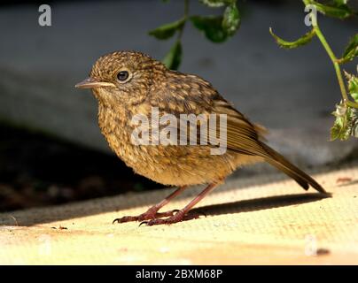 Junge Robin im städtischen Hausgarten warten auf gefüttert werden. Stockfoto