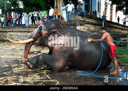 Ein zeremonieller Elefant wird von einem Mahout im Tempel des Heiligen Zahnrelikus vor dem Esala Perahera in Kandy in Sri Lanka gewaschen. Stockfoto