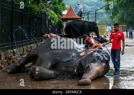 Ein zeremonieller Elefant wird von einem Mahout im Tempel des Heiligen Zahnrelikus vor dem Esala Perahera in Kandy in Sri Lanka gewaschen. Stockfoto