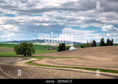 Zwei Scheunen eingebettet in das hügelige Ackerland der Palouse Region des Staates Washington, mit Bäumen und Wolken am Himmel. Stockfoto