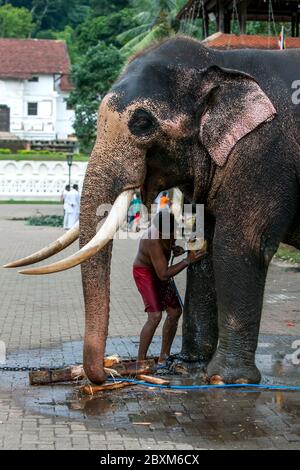 Ein zeremonieller Elefant wird von einem Mahout im Tempel des Heiligen Zahnrelikus vor dem Esala Perahera in Kandy in Sri Lanka gewaschen. Stockfoto