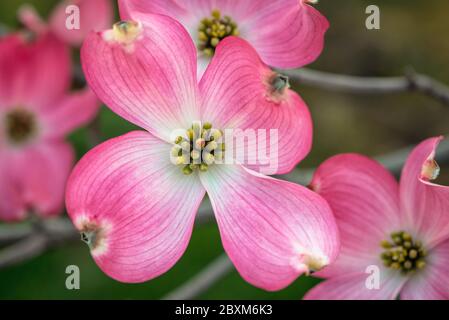 Rosafarbener Dogwood-Baum in voller Blüte Stockfoto