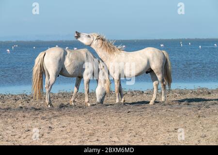 Zwei weiße Pferde am Strand, eines grast auf Heu, das andere zeigt seine Zähne. Stockfoto