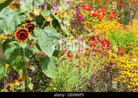 Bunte Blumen Garten Sonnenblume mehrfarbige Pflanzen Grenzen in einem Hochsommer blühende Hütte krautige Gartenblumen mischen einjährige Stauden im Bett Stockfoto