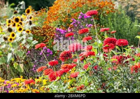 Bunte Blumen Garten Rote Zinnien Sonnenblumen Blumenbeet Grenzen Sommer August Pflanzen Stockfoto