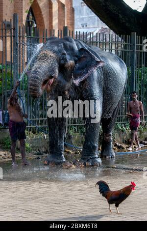 Ein zeremonieller Elefant wird von einem Mahout im Tempel des Heiligen Zahnrelikus vor dem Esala Perahera in Kandy in Sri Lanka gereinigt. Stockfoto