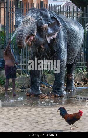 Ein zeremonieller Elefant wird von einem Mahout im Tempel des Heiligen Zahnrelikus vor dem Esala Perahera in Kandy in Sri Lanka gereinigt. Stockfoto