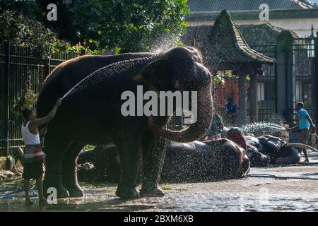 Ein zeremonieller Elefant wird von einem Mahout im Tempel des Heiligen Zahnrelikus vor dem Esala Perahera in Kandy in Sri Lanka gewaschen. Stockfoto