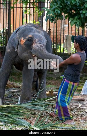 Ein junger Elefant spielt mit einem Mahout im Tempel des Heiligen Zahnreliks in Kandy in Sri Lanka vor der Esala Perahera. Stockfoto