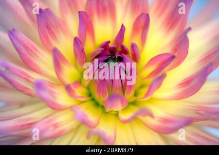 Makro Aufnahme einer schönen leuchtend gelben und rosa japanischen Chrysantheme Blume. Konzentriert sich auf die Mitte und Blütenblätter. Stockfoto