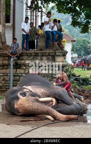 Ein zeremonieller Elefant wird von einem Mahout im Tempel des Heiligen Zahnrelikus-Komplexes in Kandy in Sri Lanka vor der Esala Perahera gewaschen. Stockfoto