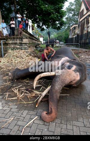 Ein zeremonieller Elefant wird von einem Mahout im Tempel des Heiligen Zahnrelikus-Komplexes in Kandy in Sri Lanka vor der Esala Perahera gewaschen. Stockfoto