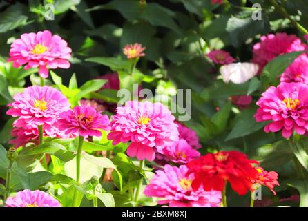 Zinnia Blüten von rosa Farbe blüht im Garten. Sommer horizontalen Hintergrund mit Zinnia elegans Blumen Stockfoto