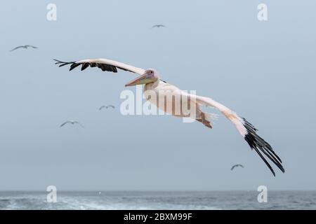 Great White Pelican fliegen über das Wasser mit anderen Vögeln im Hintergrund. Stockfoto