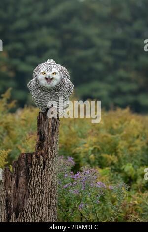 Juvenile Schneeule im Begriff, von seinem Barsch in einem Feld mit Herbstfarbe im Hintergrund zu starten Stockfoto