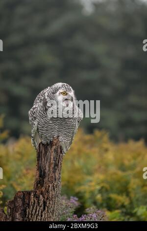 Juvenile Schneeule im Begriff, von seinem Barsch in einem Feld mit Herbstfarbe im Hintergrund zu starten Stockfoto