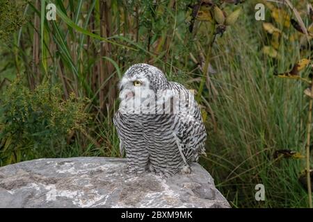 Juvenile Schneeule mit offenem Mund, stehend auf einem Felsen in der Mitte eines Feldes. Stockfoto