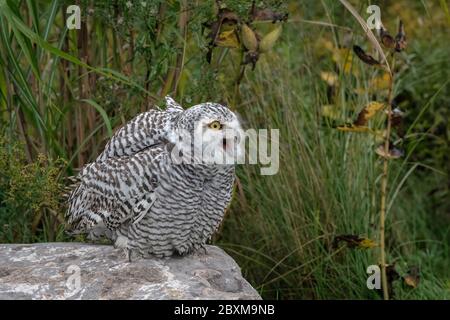 Juvenile Schneeule mit offenem Mund, stehend auf einem Felsen in der Mitte eines Feldes. Stockfoto