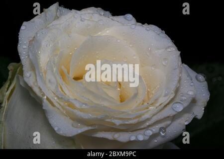 Schöne weiße Rose wächst auf einer grünen Wiese. Wassertropfen nach Sommerregen. Natur leben. Stockfoto