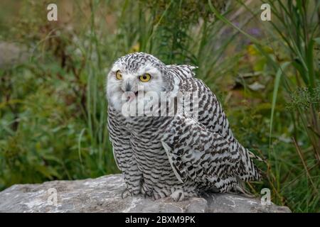 Juvenile Schneeule mit offenem Mund, stehend auf einem Felsen in der Mitte eines Feldes. Stockfoto