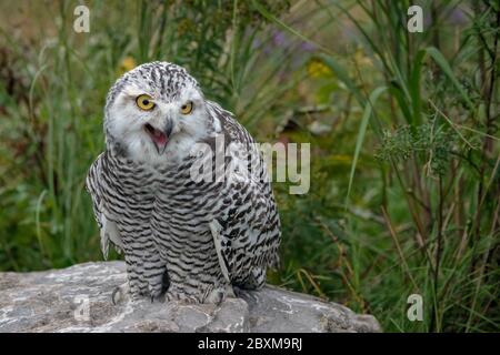 Juvenile Schneeule mit offenem Mund, stehend auf einem Felsen in der Mitte eines Feldes. Stockfoto