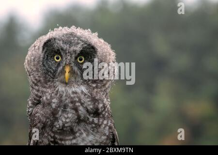 Nahaufnahme einer jungen Graueule im Regen Stockfoto