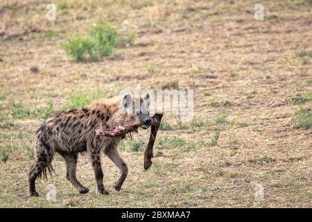 Hyäne, die über die Savanne mit einem Beinknochen im Mund geht. Aufnahme in der Masai Mara, Kenia. Stockfoto