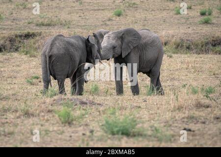 Zwei junge männliche Elefanten üben ihre Sparringtechniken in einem falschen Kampf. Aufnahme in der Masai Mara, Kenia. Stockfoto