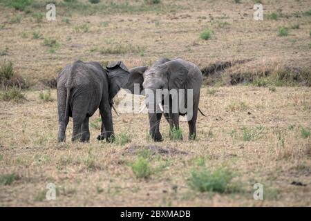 Zwei junge männliche Elefanten üben ihre Sparringtechniken in einem falschen Kampf. Aufnahme in der Masai Mara, Kenia. Stockfoto