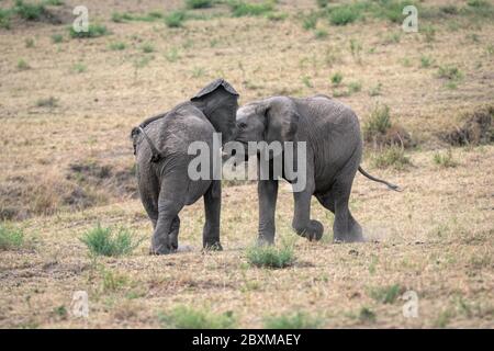 Zwei junge männliche Elefanten üben ihre Sparringtechniken in einem falschen Kampf. Aufnahme in der Masai Mara, Kenia. Stockfoto