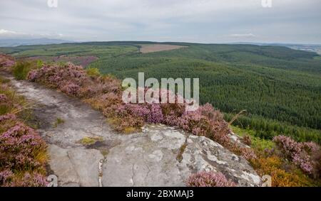 Blick über Thrunton Woods, eine Nadelplantage der Forstkommission in Northumberland von Coe Crags Stockfoto