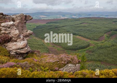 Blick über Thrunton Woods, eine Nadelplantage der Forstkommission in Northumberland von Coe Crags Stockfoto