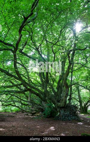 Knorrige und verdrehte, windgeblasene Buchen auf Castle Hill, Thrunton Wood, Northumberland Stockfoto